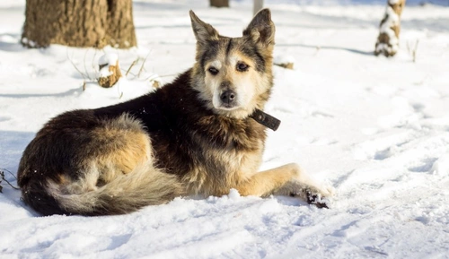 How Dog Lovers Can Support Rehoming Charities This Christmas