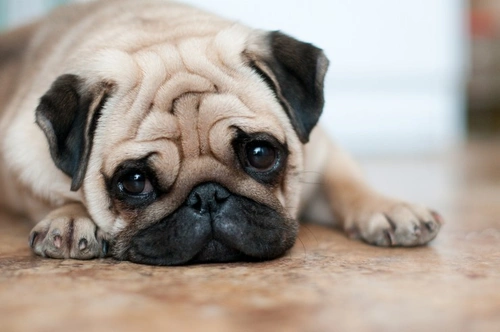 Exposure Keratopathy Syndrome in Dogs: Causes, Symptoms & Care