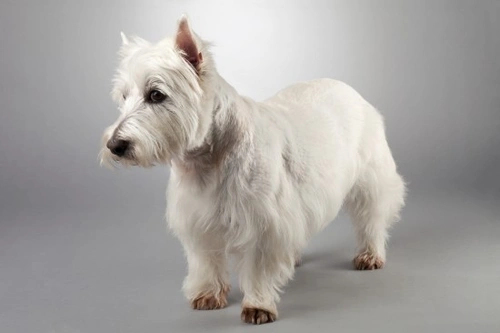 White Shaker Syndrome in Dogs: Symptoms, Causes & Treatment