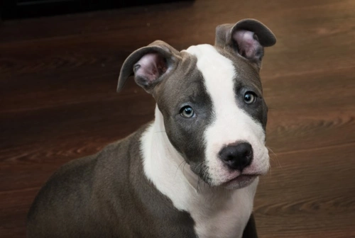 What Does “Deed Not Breed” Really Mean? Explained