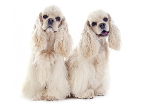 Preventing fights between female canine siblings: expert tips