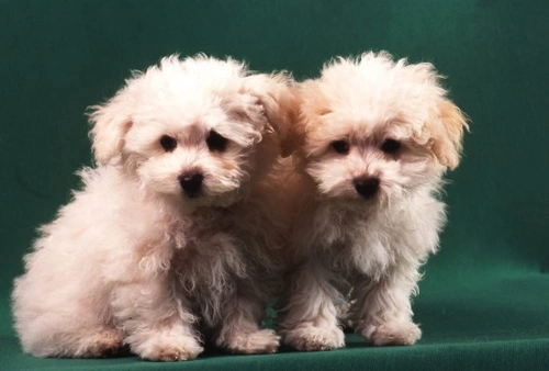 Guía completa sobre la raza de perro Boloñés