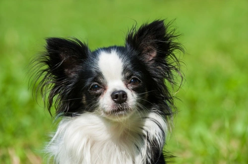 How to Work Out the Likely Age of Your Chihuahua