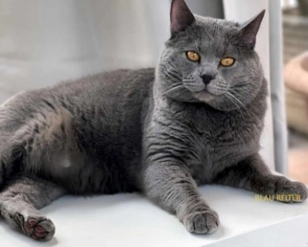 Il gatto di razza Certosino e le sue particolarità