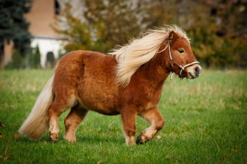 How to Feed Ponies to Avoid Obesity: A Complete Guide