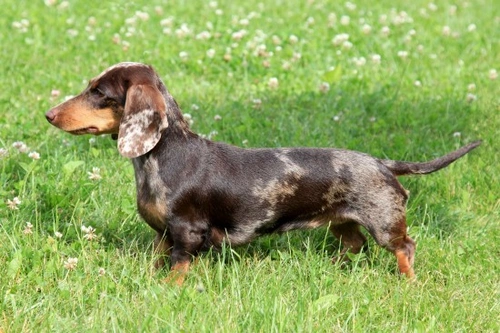 Breed Specific Dog Food: Necessary or Marketing?