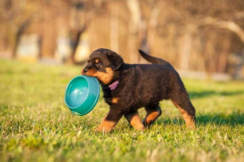 10 Essential Tips for Weaning Puppies Effectively
