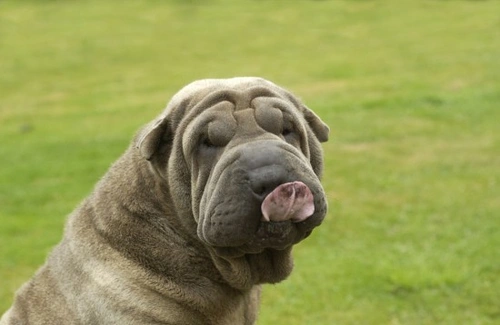 Características de razas de perro que influyen en temperamento y comportamiento