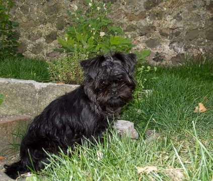 Affenpinscher Dog: Pros, Cons & Care Guide
