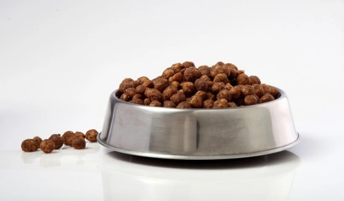 Por qué los antioxidantes y 6 nutrientes son vitales en la dieta de tu perro