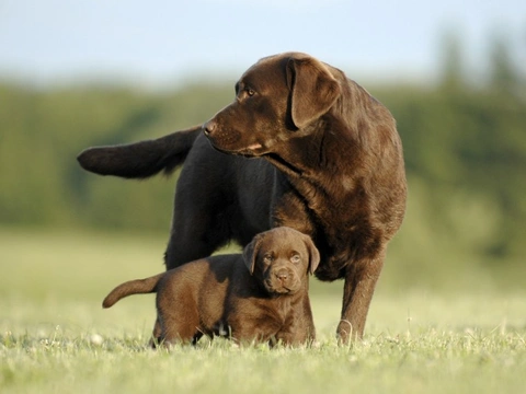 4 Top Dog Breeds for Vibrant, Lively Homes