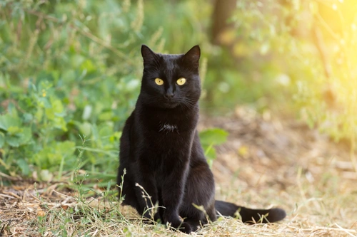 3 razones por el prejuicio hacia los gatos negros: entender y superar