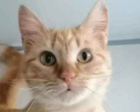 Adozioni gatti: la storia di Perla, micia timida e in cerca di affetto