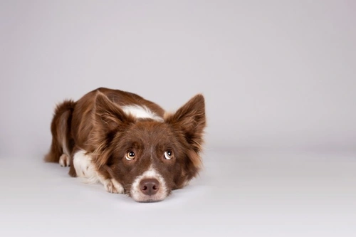 Why Are Dogs So Scared of Fireworks? Understanding Their Fear