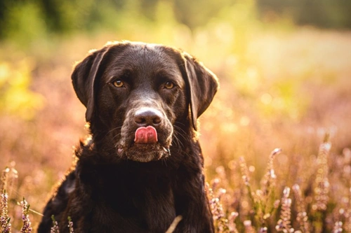 What is a Lick Granuloma? Comprehensive Care Guide