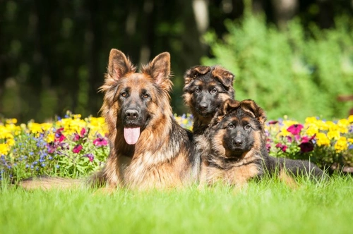 How to Safeguard Animal Welfare When Finding a Dog Online