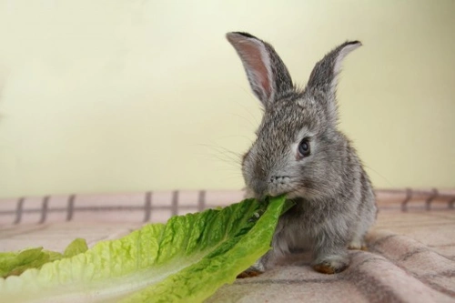 Top Tips on How to Feed a Pet Rabbit