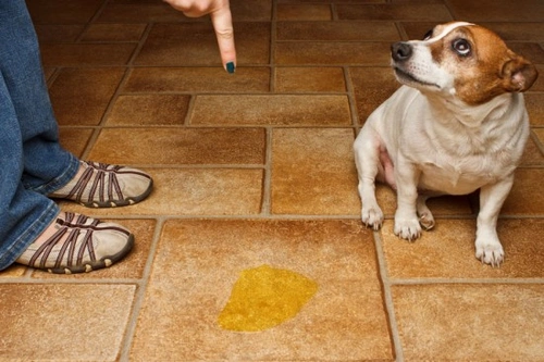 Urinary Incontinence in Dogs: Causes, Diagnosis, and Treatment