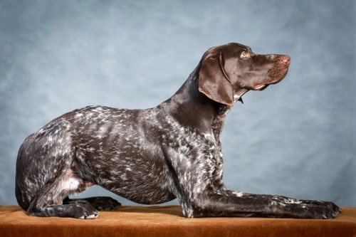 German Shorthaired Pointer Health and Longevity Guide