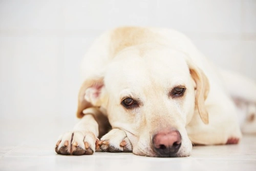 What is Polyradiculoneuritis in Dogs? Causes, Signs & Care