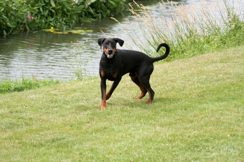 Dancing Doberman Disease: Causes, Symptoms & Care Guide