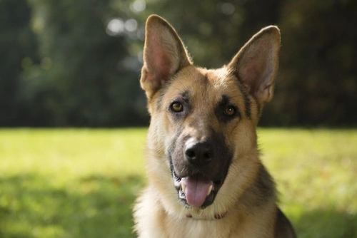 Portosystemic Shunt in Dogs: Symptoms, Diagnosis & Treatment