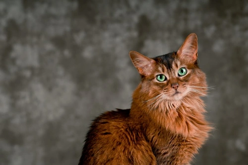 Immune-mediated Thrombocytopenia in Cats: Causes, Signs & Care