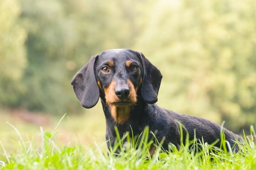 Hypertension in Dogs: Causes, Symptoms & Effective Management