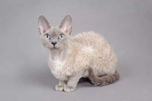 10 Fascinating Facts About Rex Cats and Their Curly Coats