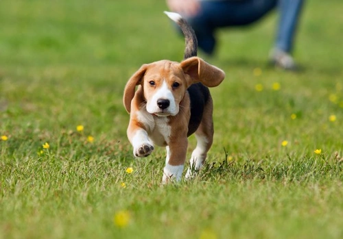 The Right Way to Punish a Dog: Humane and Effective Tips