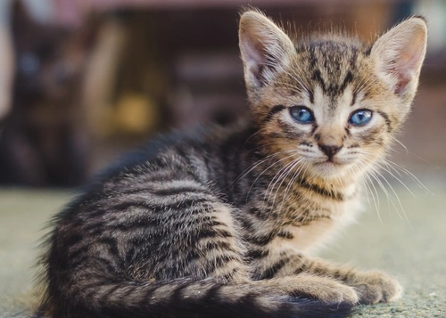 Common Causes of Cat Spot-On Flea Treatment Failure