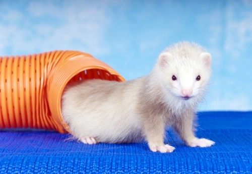 10 Fun Games to Play with Your Ferrets
