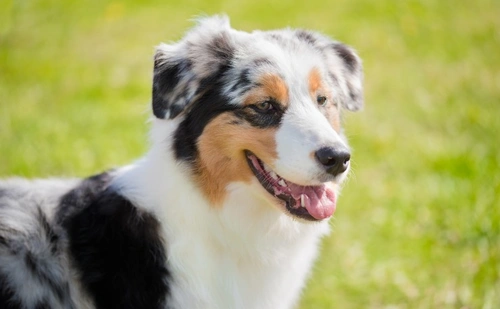 Different Types of Vaccination Options for Dogs