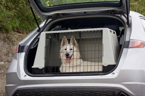Keeping Your Dog Safe in the Car: Essential Tips