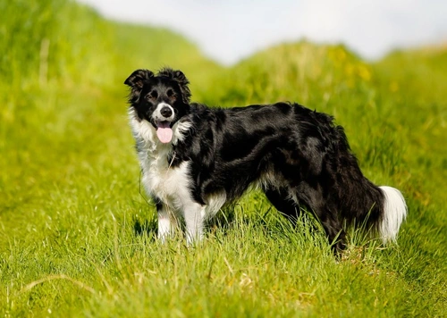 Neuronal Ceroid Lipofuscinosis in Dogs: Causes, Symptoms & Testing