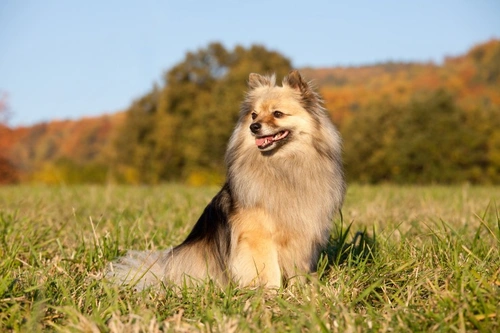 What Is a Spitz Dog? Traits and Popular Breeds Explained
