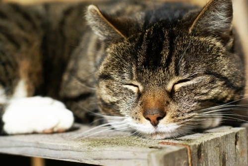 Complete Guide to Taking Care of Your Older Cat