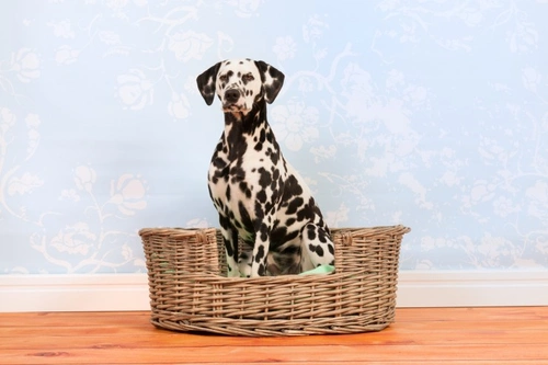 Best Spot for Your Dog’s Bed: 6 Essential Tips