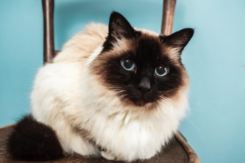 Burmese Cats & Feline Orofacial Pain Syndrome: What to Know