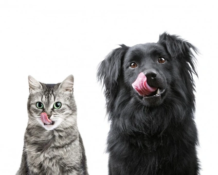 How to Stop Your Cat from Eating Dog Food: 7 Practical Tips