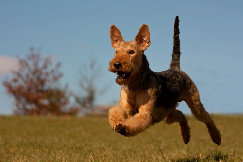 Principales razas de perros con mayor instinto cazador
