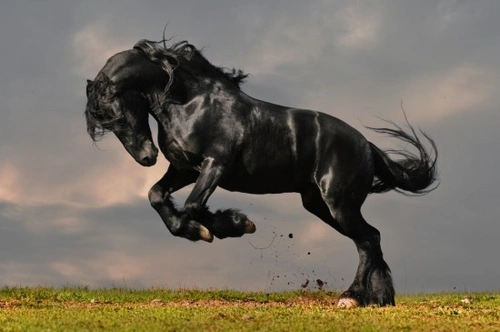 Fun Facts & Fascinating Insights About Horses & Equines