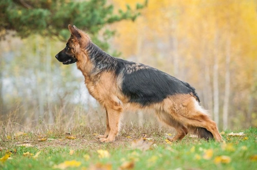 Complete Guide to Testing for Hip Dysplasia in Dogs