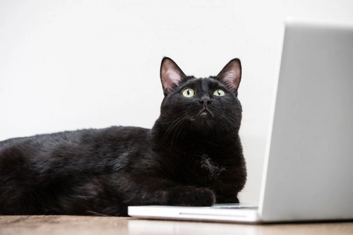 How to Cat Proof Your Computer: 7 Essential Tips