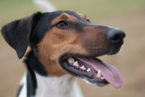Managing Hunting Behaviour in Dogs: Effective Control and Training