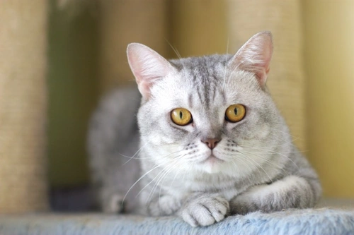 Radioactive Iodine: Best Treatment for Hyperthyroidism in Cats