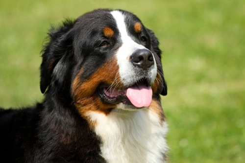 Canine Leiomyosarcoma: Understanding Muscle Tissue Cancer in Dogs