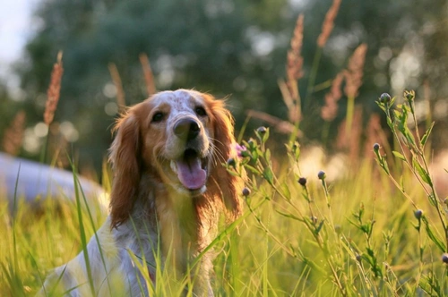 7 Dog Sweating Facts & Ethical Puppy Buying Guide UK 2025