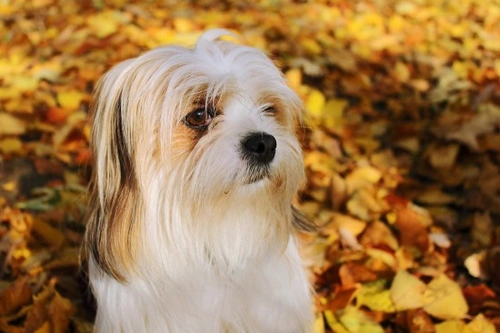 Acute Moist Dermatitis in Dogs: Causes, Treatment & Prevention