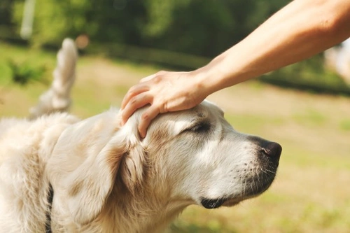 Can You Catch an Upset Stomach from Your Dog? What You Need to Know